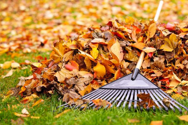 Leaves Removal in North Las Vegas