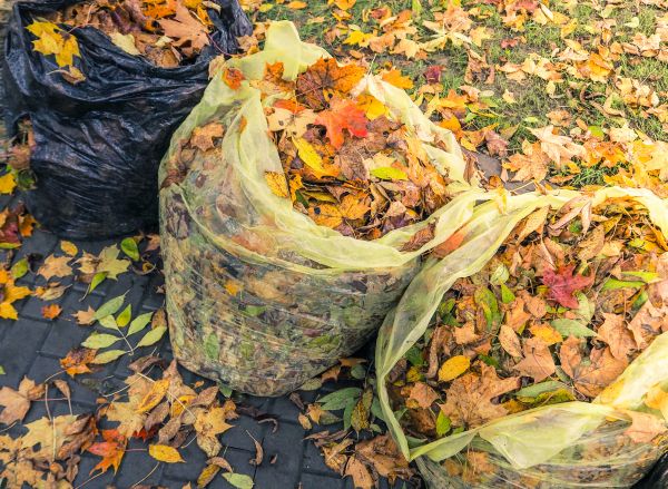 Yard Cleanup Service in North Las Vegas