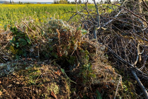 Brush Disposal in North Las Vegas