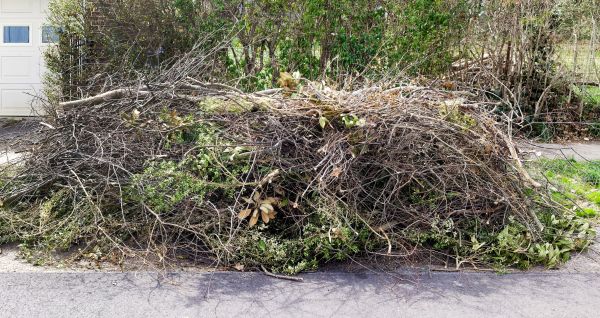 Tree Limb Cleanup in North Las Vegas