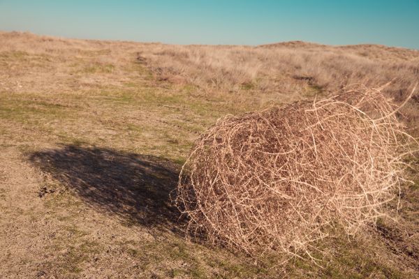 Tumbleweed Removal in North Las Vegas