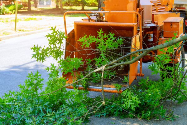 Tree Branches Removal in North Las Vegas