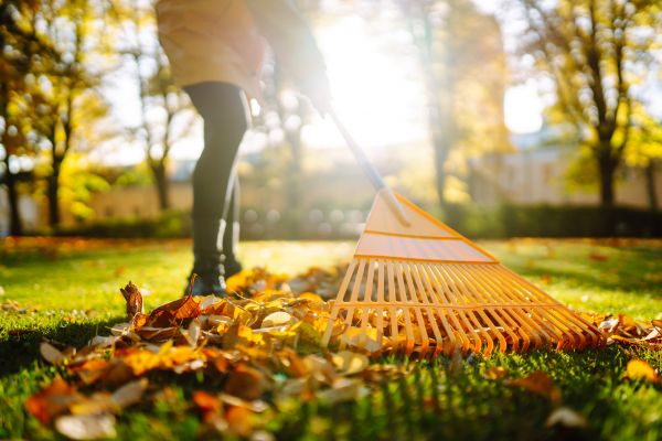 Leaves Raking in North Las Vegas