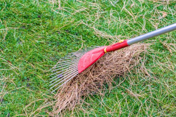 Yard Raking in North Las Vegas