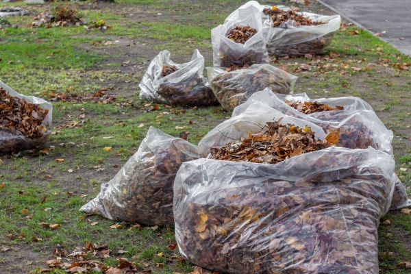 Leaf Pile Disposal in North Las Vegas
