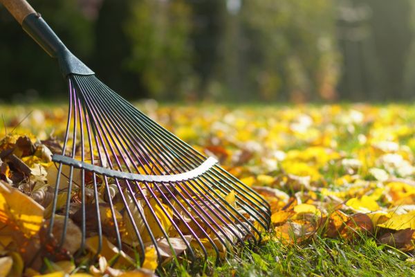 Leaf Removal in North Las Vegas