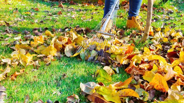 Lawn Cleanup Service in North Las Vegas