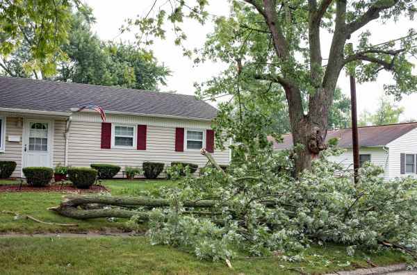 Fallen Branch Removal in North Las Vegas